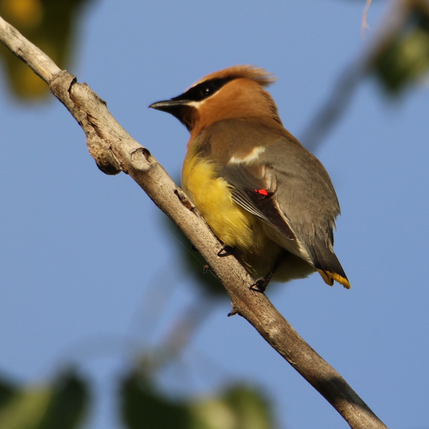 Waxwing